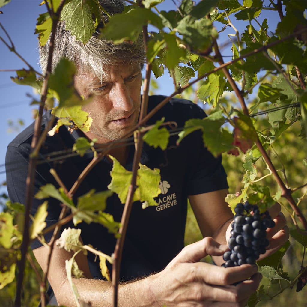 Cycle Maturation Vigne